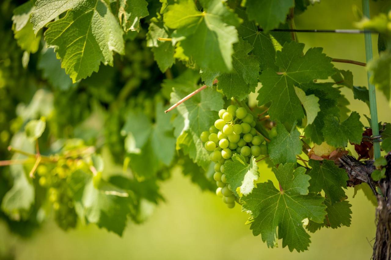 Weingut-Gaestehaus Birnstingl Gamlitz Εξωτερικό φωτογραφία